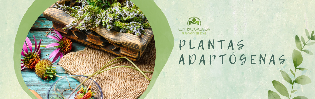 plantas-adaptogenas-espana