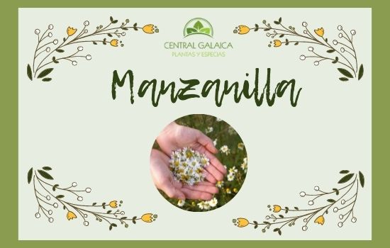 Manzanilla, planta medicinal más popular